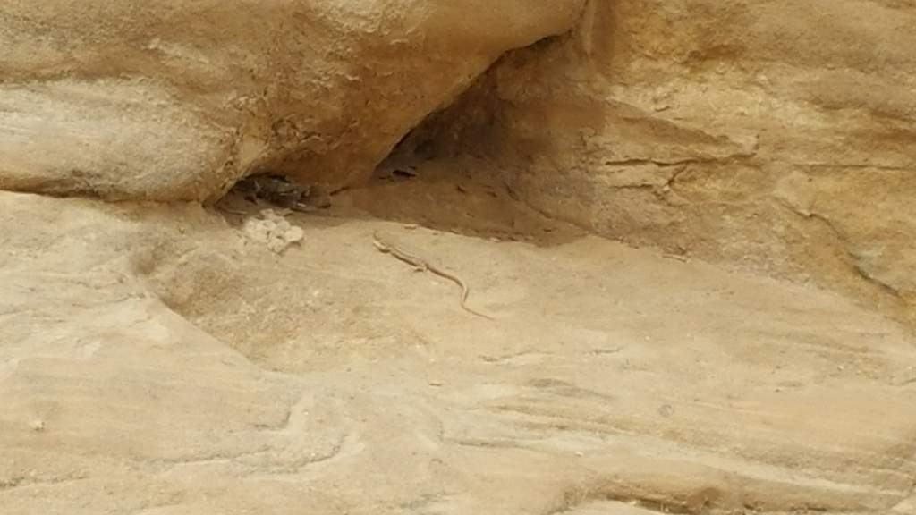The first lizard on the trip, and also my first Bosk's Fringed Toed Lizard. Right at the beginning as well