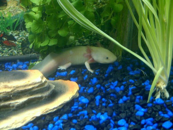 The first night I had Alec. He was a little shy and quiet that night as the pet shop owner dropped him twice trying to get him in a bag, but he's fine