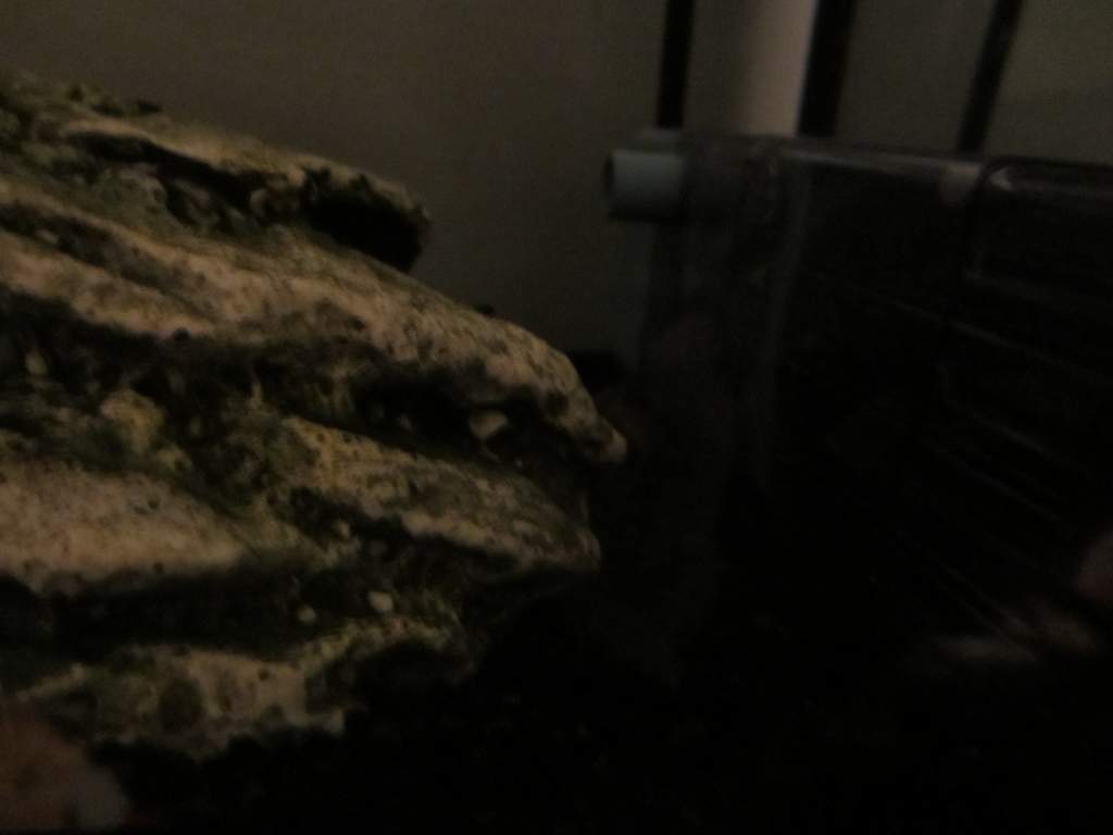 the frog is there i just forgot to turn the lamp on so he's pretty much invisible, just thought it looked cool :P