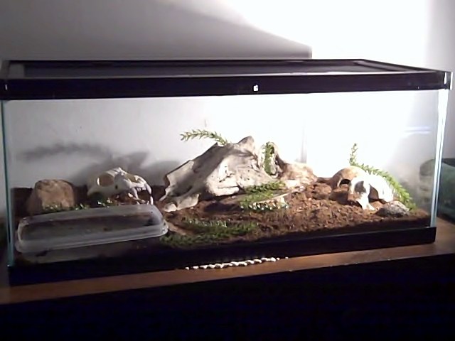The full monty of the terrarium. There is plenty of room to grow in there. The desk lamp is for show, not heat. I like how he's happy at room temperat