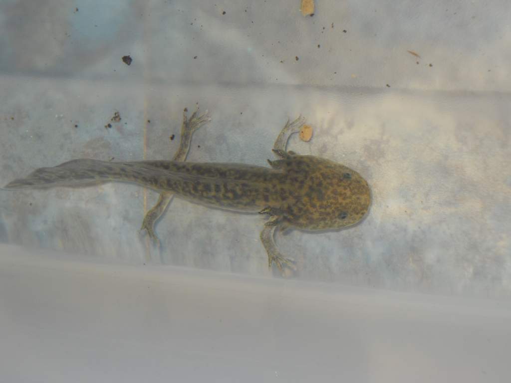 The gills are way less feathery than the first axolotl I purchased. Hoping they grow out....