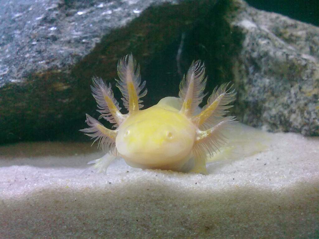 the gills