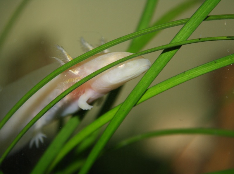 The grass blades are fun to hide in