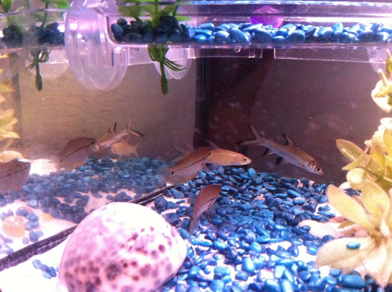the guramies and sharks the sharks are called ronnie and reggie aint names the guramies uet