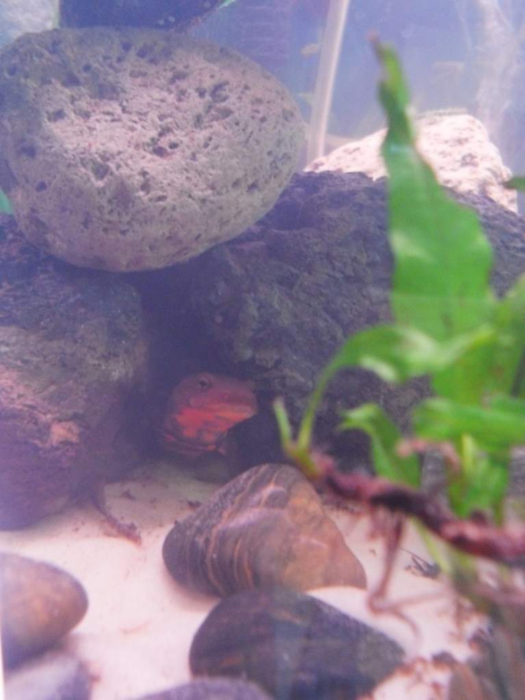 The hide