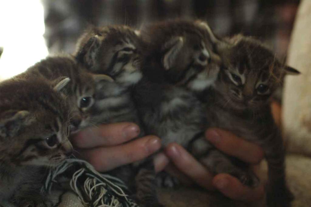 The Itteh Bitteh Kitteh Commiteeh!