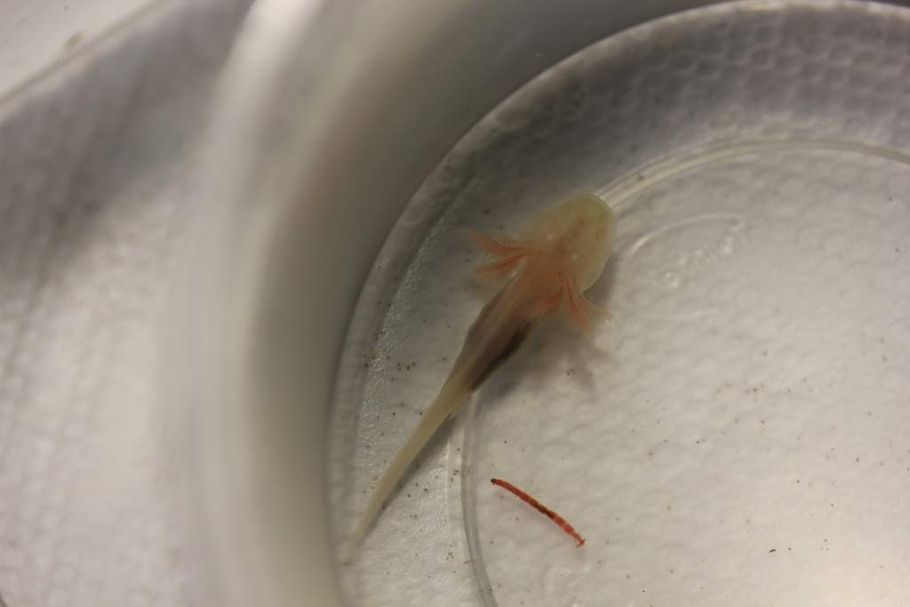 The little 2" baby