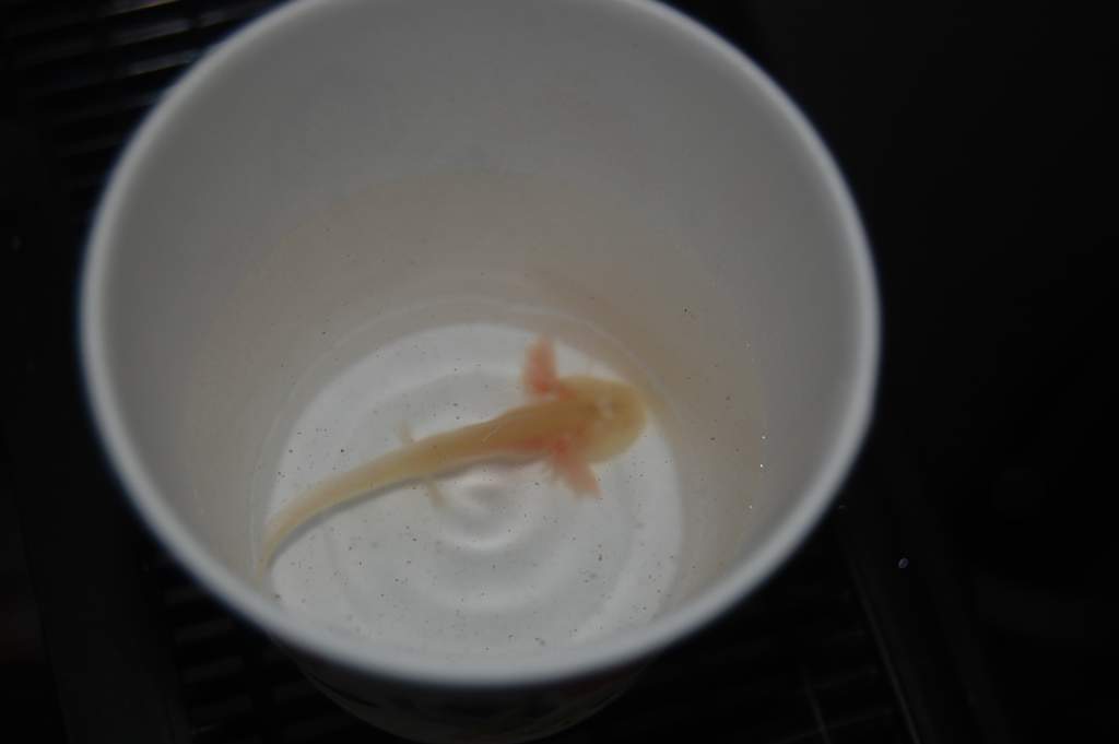 The little guy inside the 3oz cup I used to scoop him out of the transport water in.  Look at those little legs!