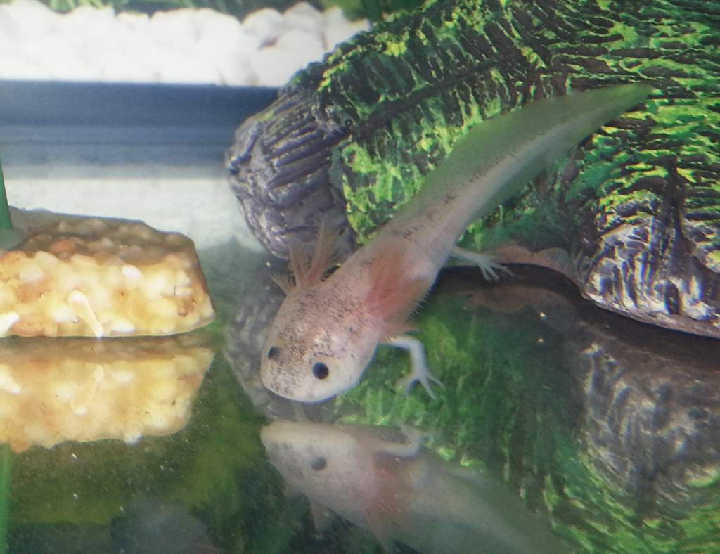 The Lone Water Dragon