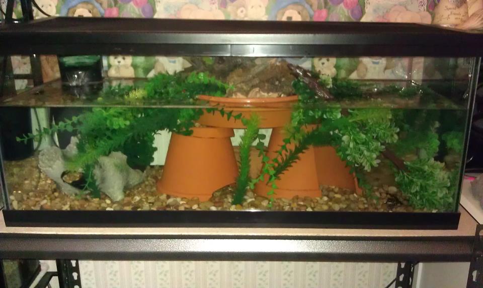 The new 20 g long tank. So happy with the way it turned out.