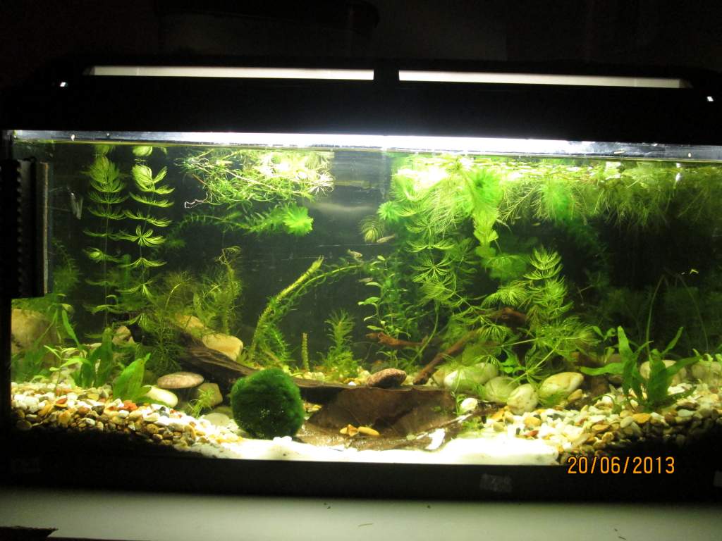 The new shrimp tank set up its 2ft home to 2 plecs, 50+ shrimp some of which are carring eggs, 11 guppy fry and ramshorn  sanils an pond snails