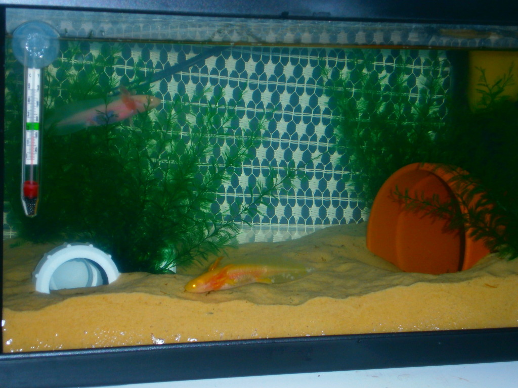 The new toys. Have added new hidey holes and more plants for our babies to play in. Feb 25th 2012