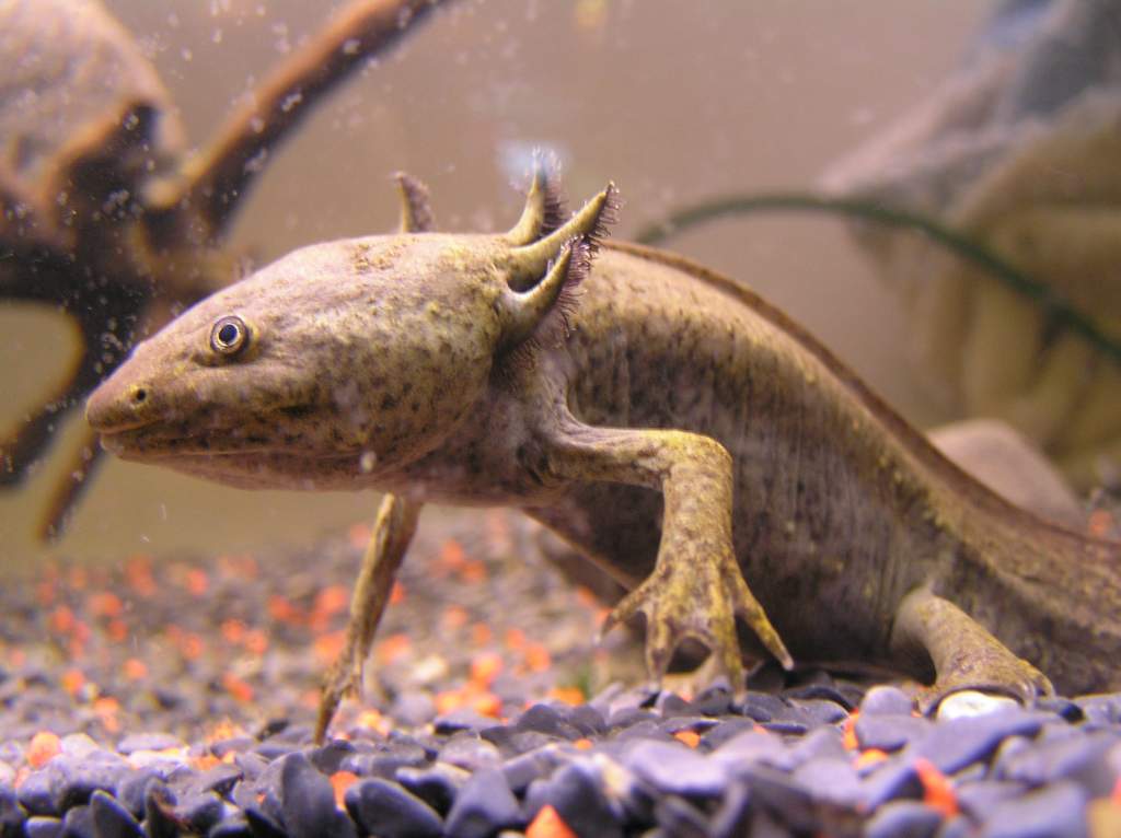 The one hour lasting posé...