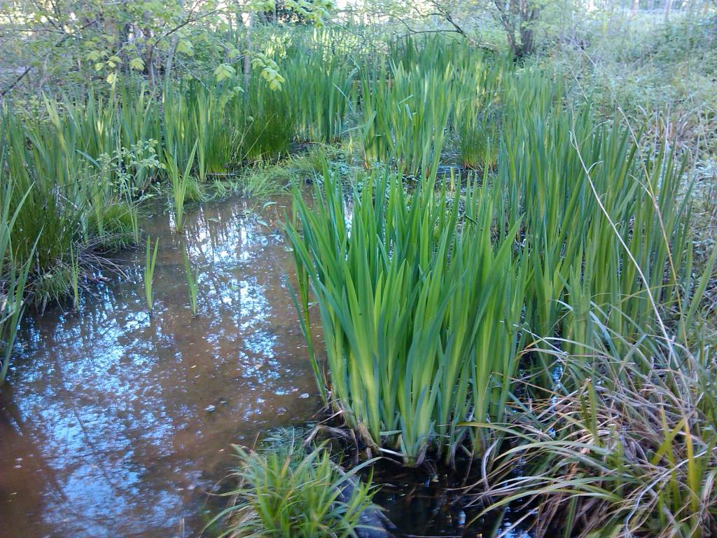 The pond