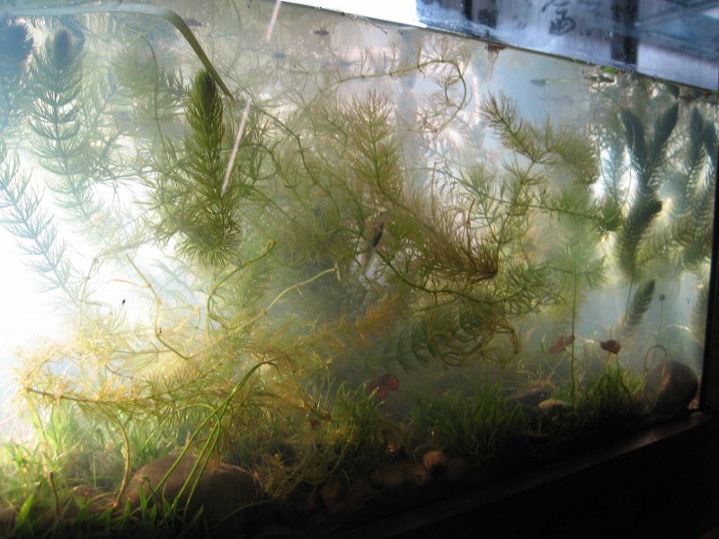 The popular end of the tank from the front. The wild baby is hanging around here. I would swear the little blighter has grown in the last hour. Also I