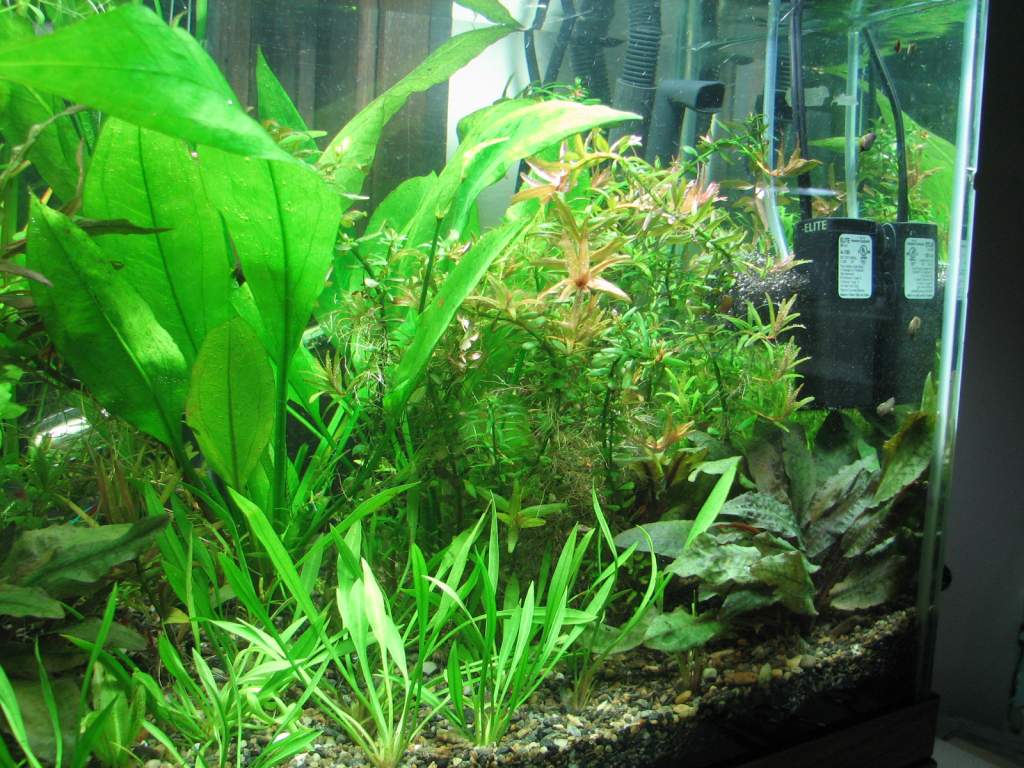 the right side. The lil black box is a Hagen Elite mini filter converted to a DIY CO2 dispenser. The Echinodorus tenellus in the foreground are newly 