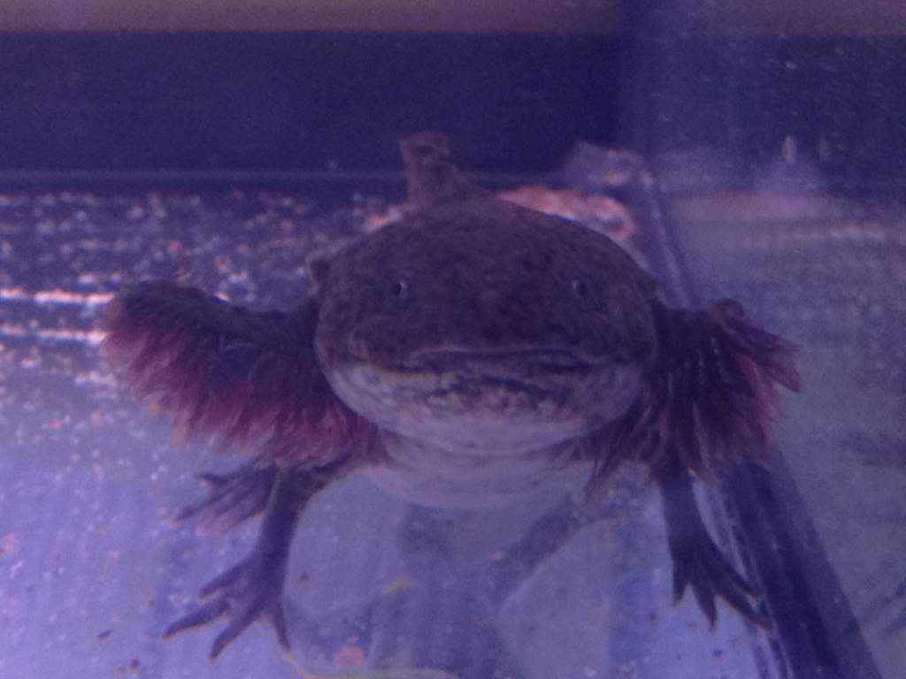 the runt Andersoni - Krusty. Still only half the size of the others and his gills just haven't grown but eats like a pig and otherwise healthy