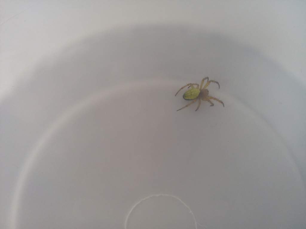 The savior spider