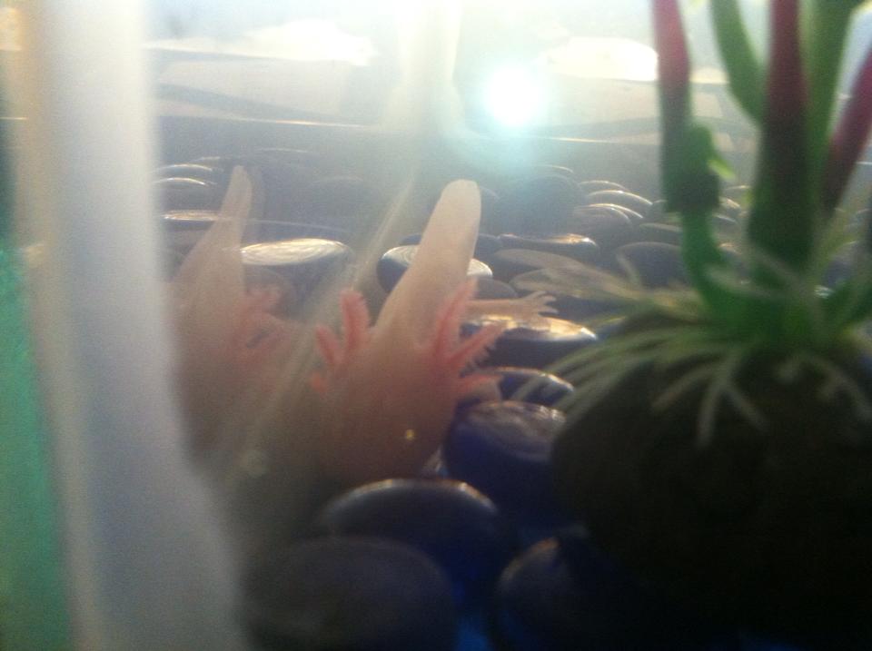 The second official photo I took of him, when I first got him.