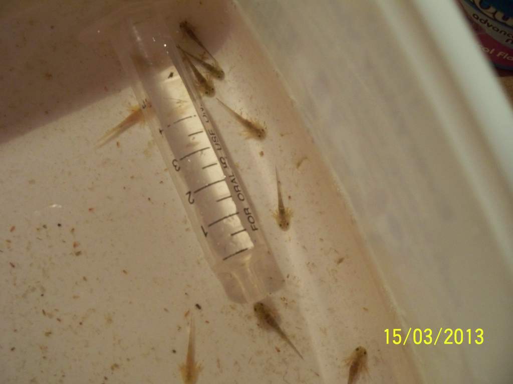 the siring is used as size reference from 0 ml to 2 ml is 7-8 mm 
(i didnt want to stick a tape measure in lol, so i used the siring that i use to fee