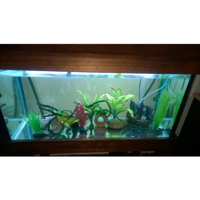 The "Small" (3ft) tank - 2 Juvie wild types (Sully and Andy), 1 Juvie Copper (Dixon)