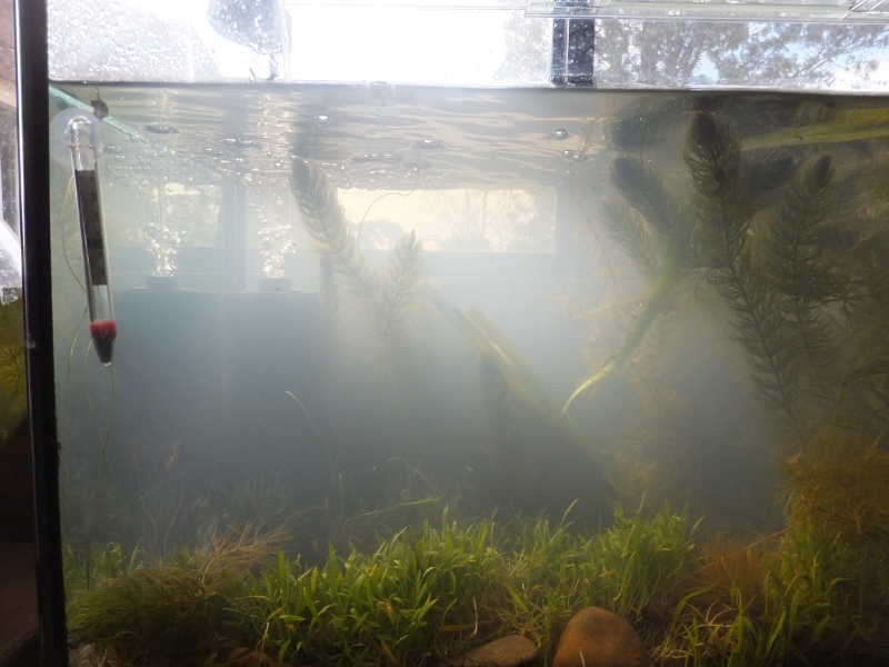 The somewhat less popular end of the tank. It has the filter and less of the great floating weed mass. But it gives you a clearer idea how much carpet