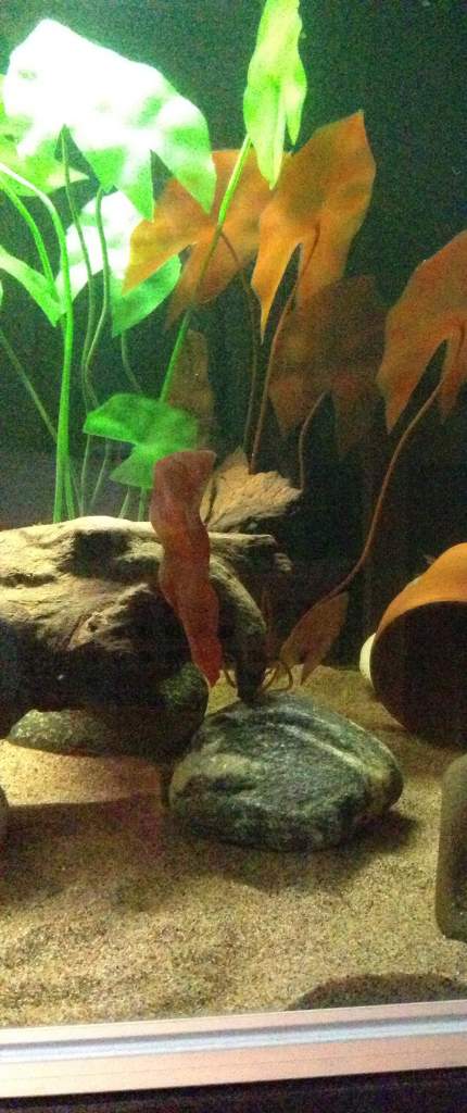 The swamp, not a great pic but my axies favourite part of the tank.