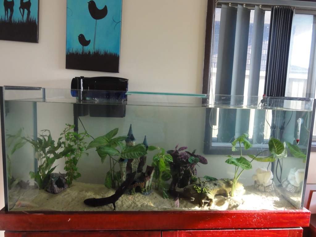 the tank before its fiished