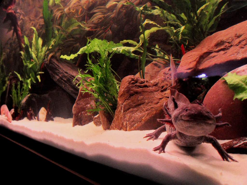 The tank, hello gomez!