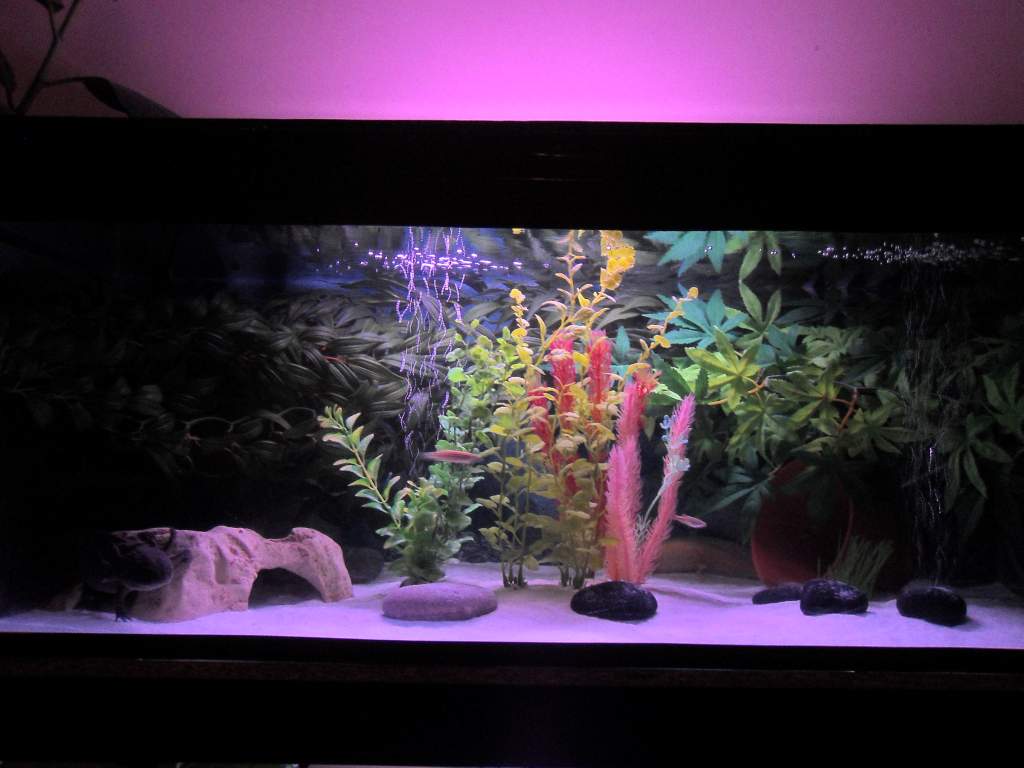 The tank, quite minimalist, just 4 exo terra silk plants, 4 plastic plants, a cave, a flower pot, stones and sand! Nice and easy to clean!