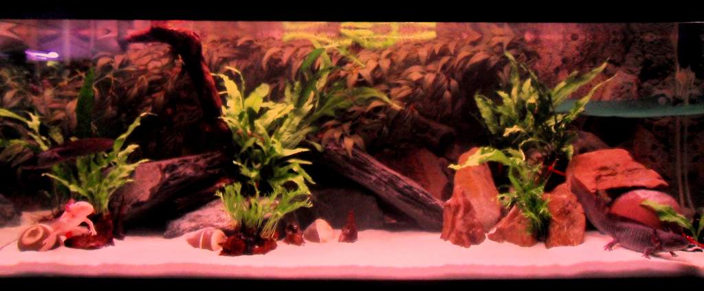 The tank stage 2!