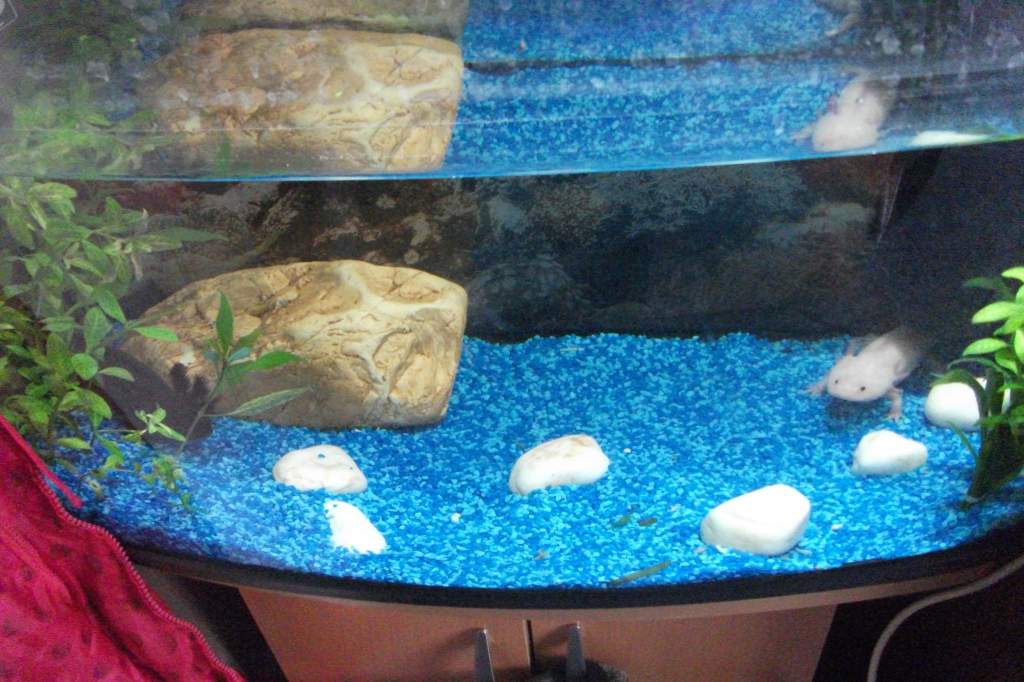 the tank with a bit of pinky pokin' out!