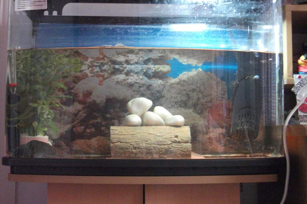 The tank!