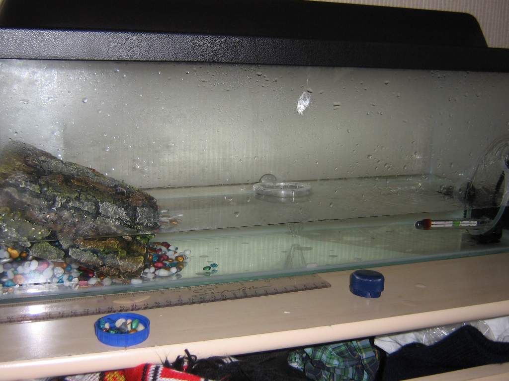 The Tank