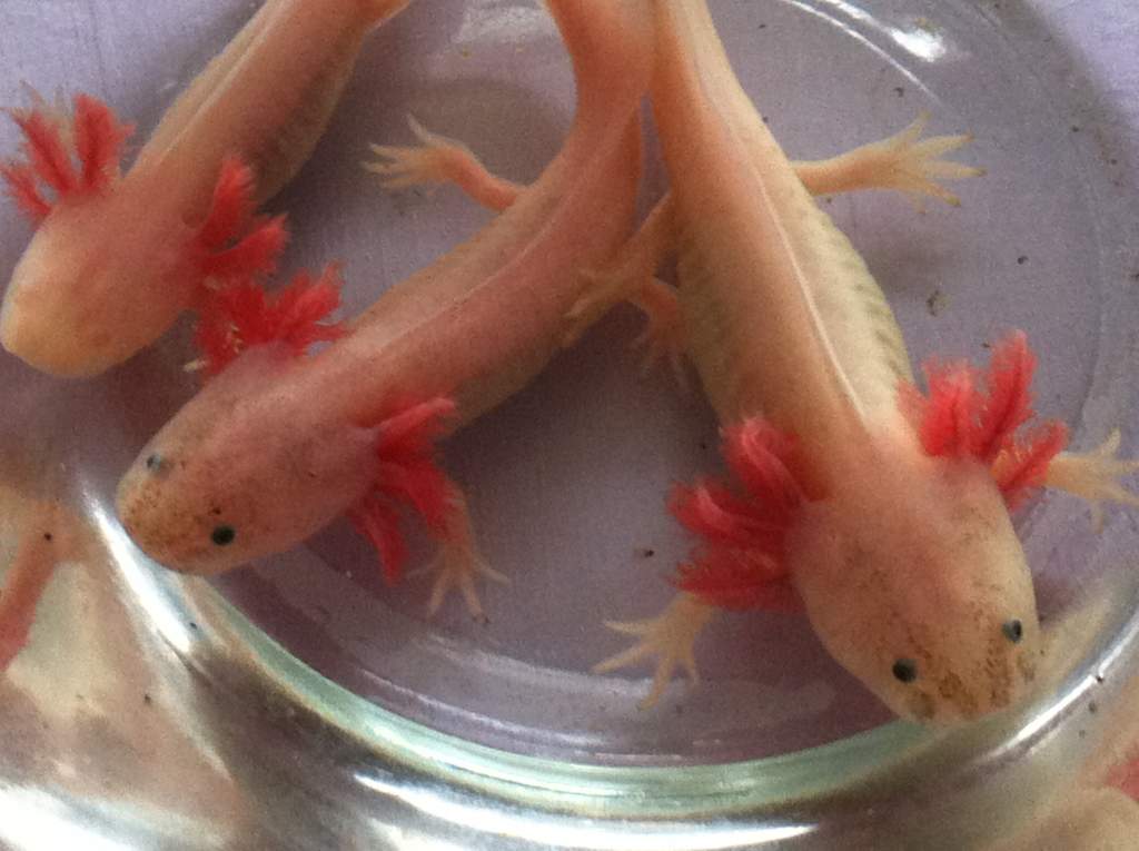 The three albinos, named Ghost, on the left, Rose and Doctor (middle and right) leucistics :D