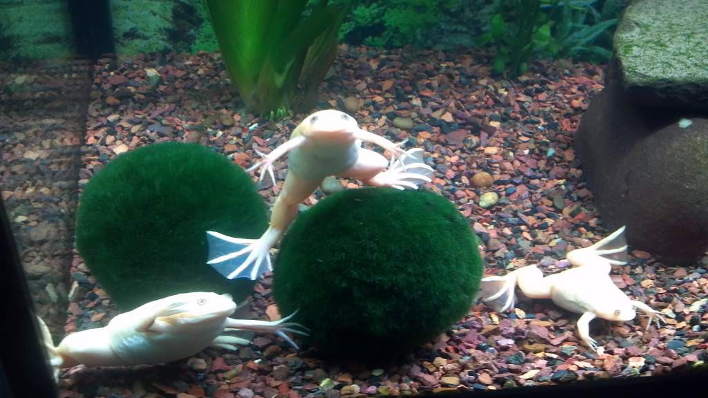 The Three Amigos!