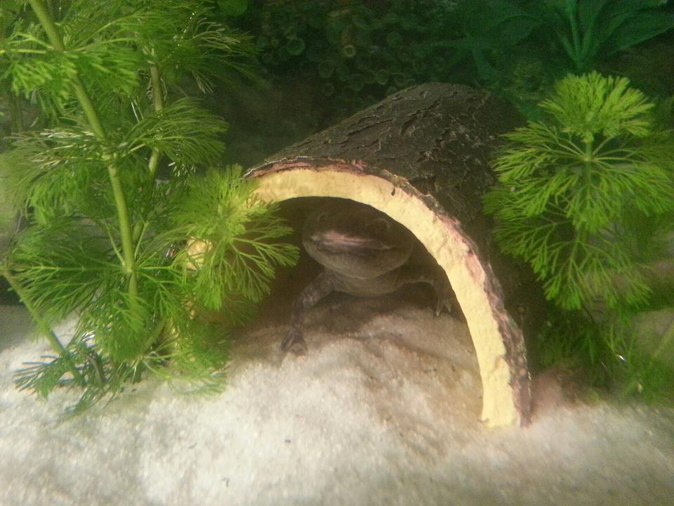 The Thunderchild in log