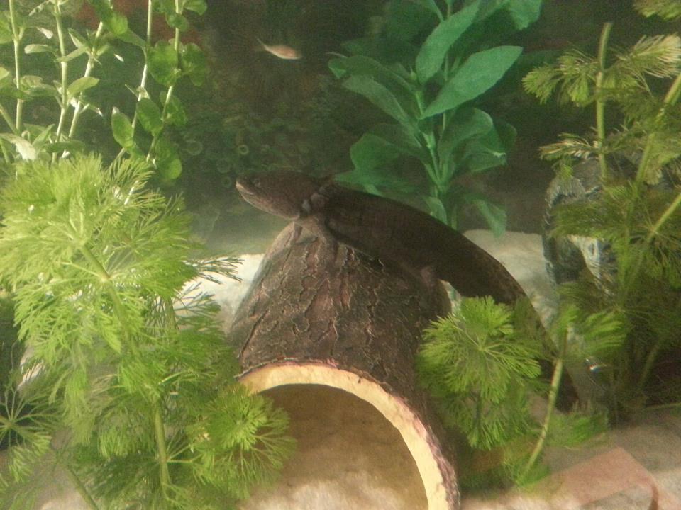 The Thunderchild on log
