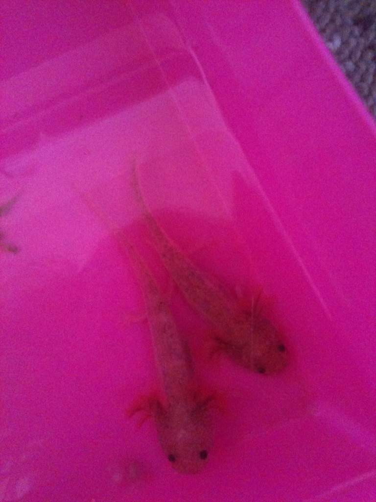 The troublesome two!