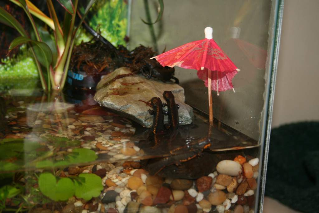 The umbrellas are cheap, cute and they seem to love them. They don't want to ramp out if there isn't one, and they barely block the lighting to the mo