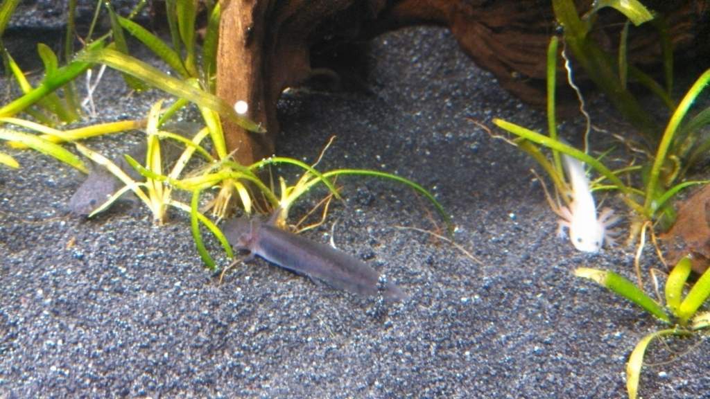 The whole gang on their first day. They've already grown so much!