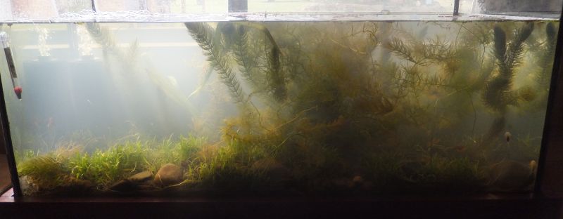 The whole tank. The lighting isn't all that bright, but it's from behind so it's pretty hard to photograph this clearly.