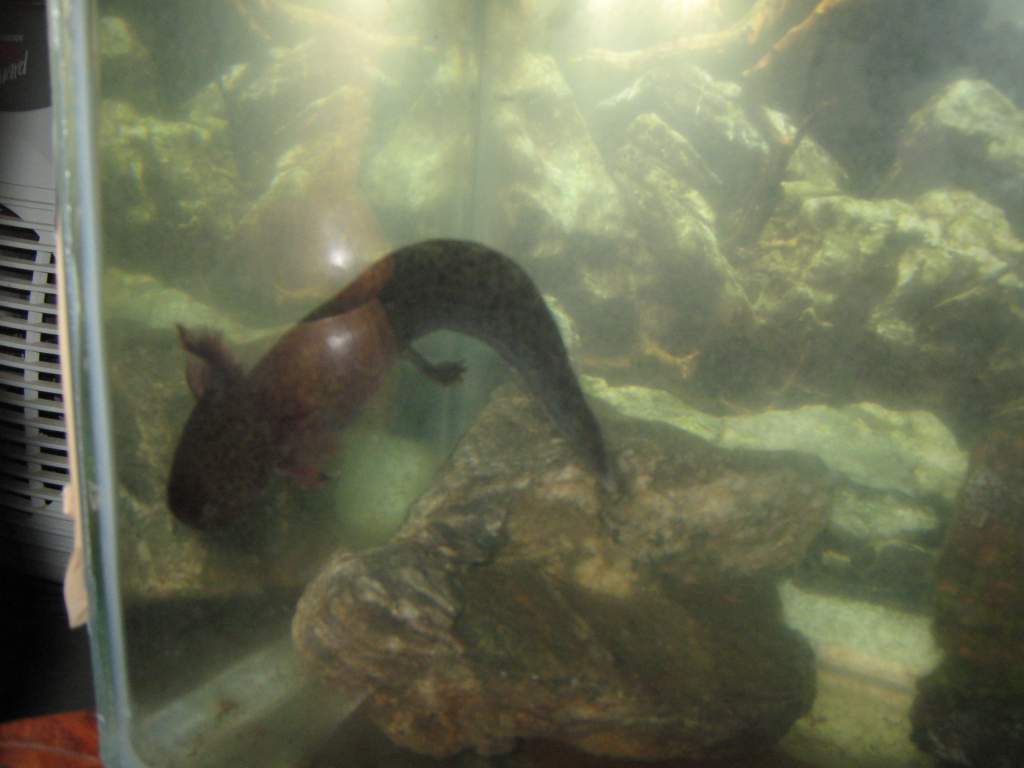 the wildtypes are much harder to photograph .. the background pic on the tank probably doesnt help