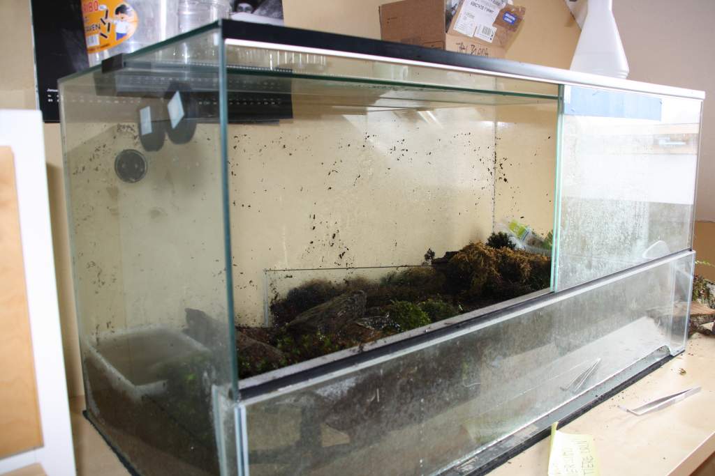 Their enclosure. I will soon add detailed photos. Changed the water just after the photo.