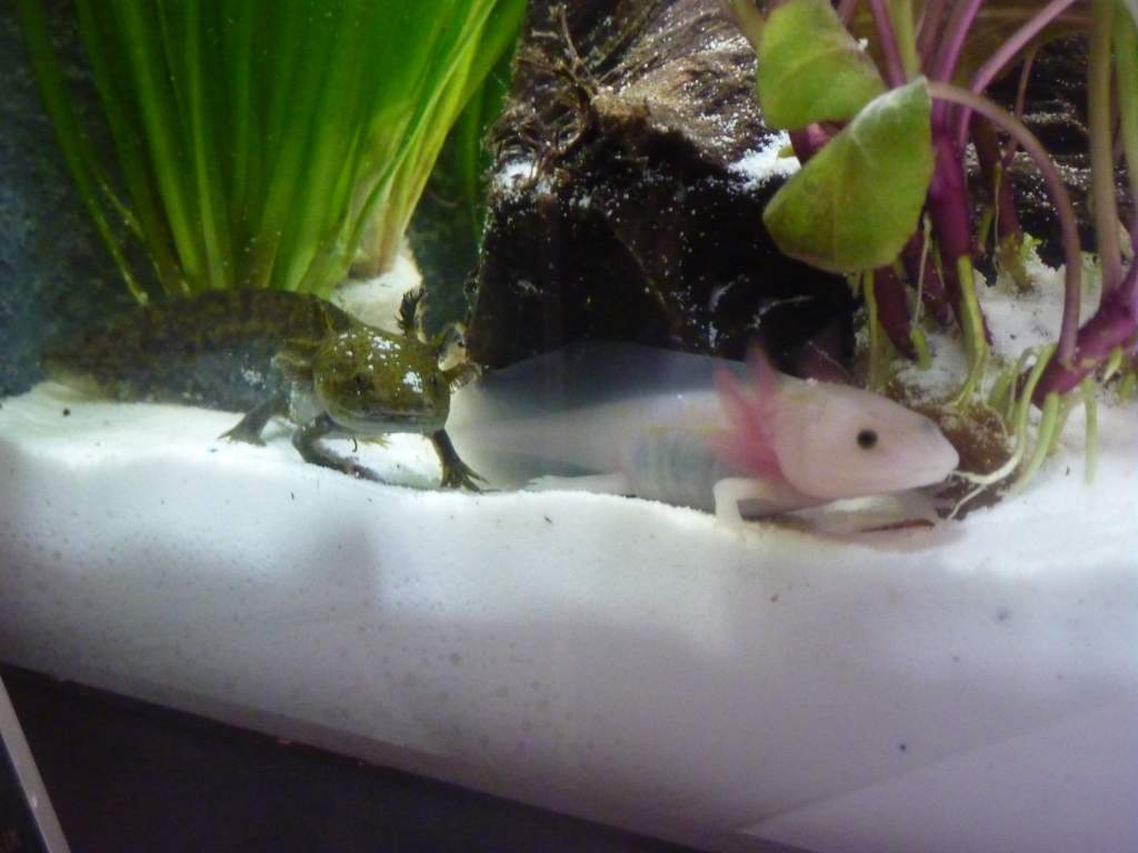 Their first meeting, it went great!