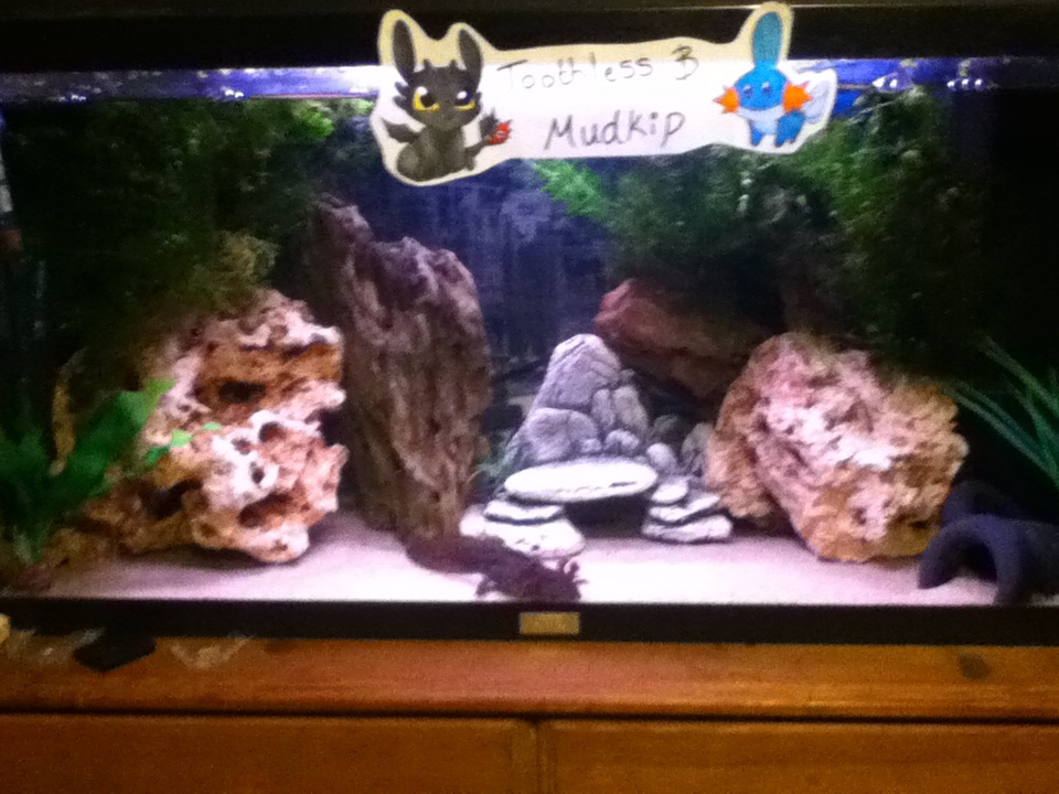 Their home with coral rock for balancing ph, dragon rock and a pot so theres plenty of hiding places. there is natural plants toothless posing and sig