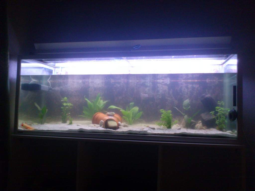 Their home
