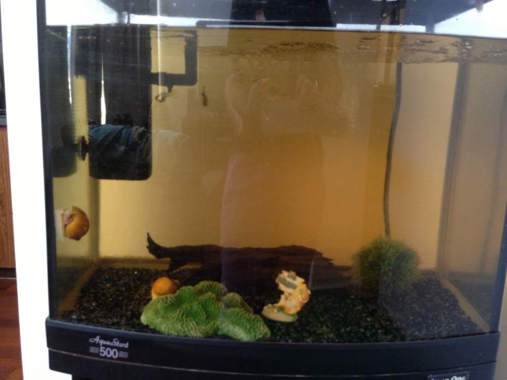 Their tank. A little boring I know but it's soon to be made interactive.