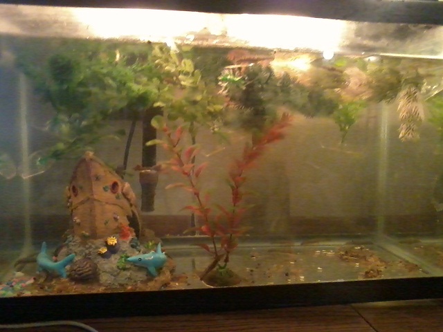 their tank, its a bit dirty right now, but they spend a lot of time in the plants