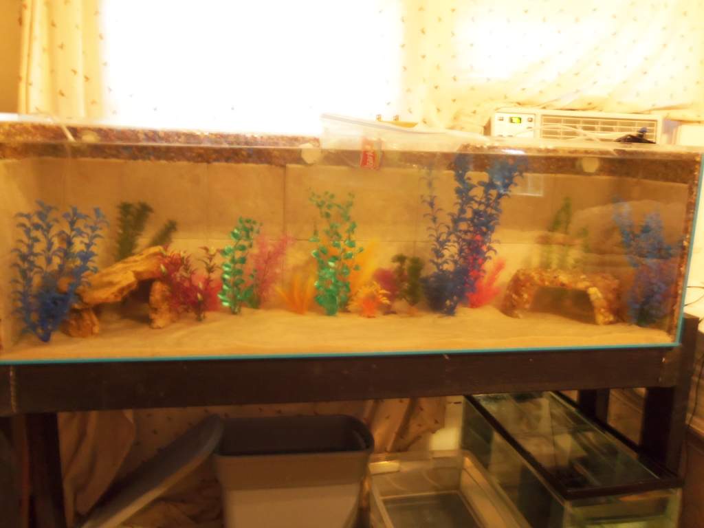 their tank set up